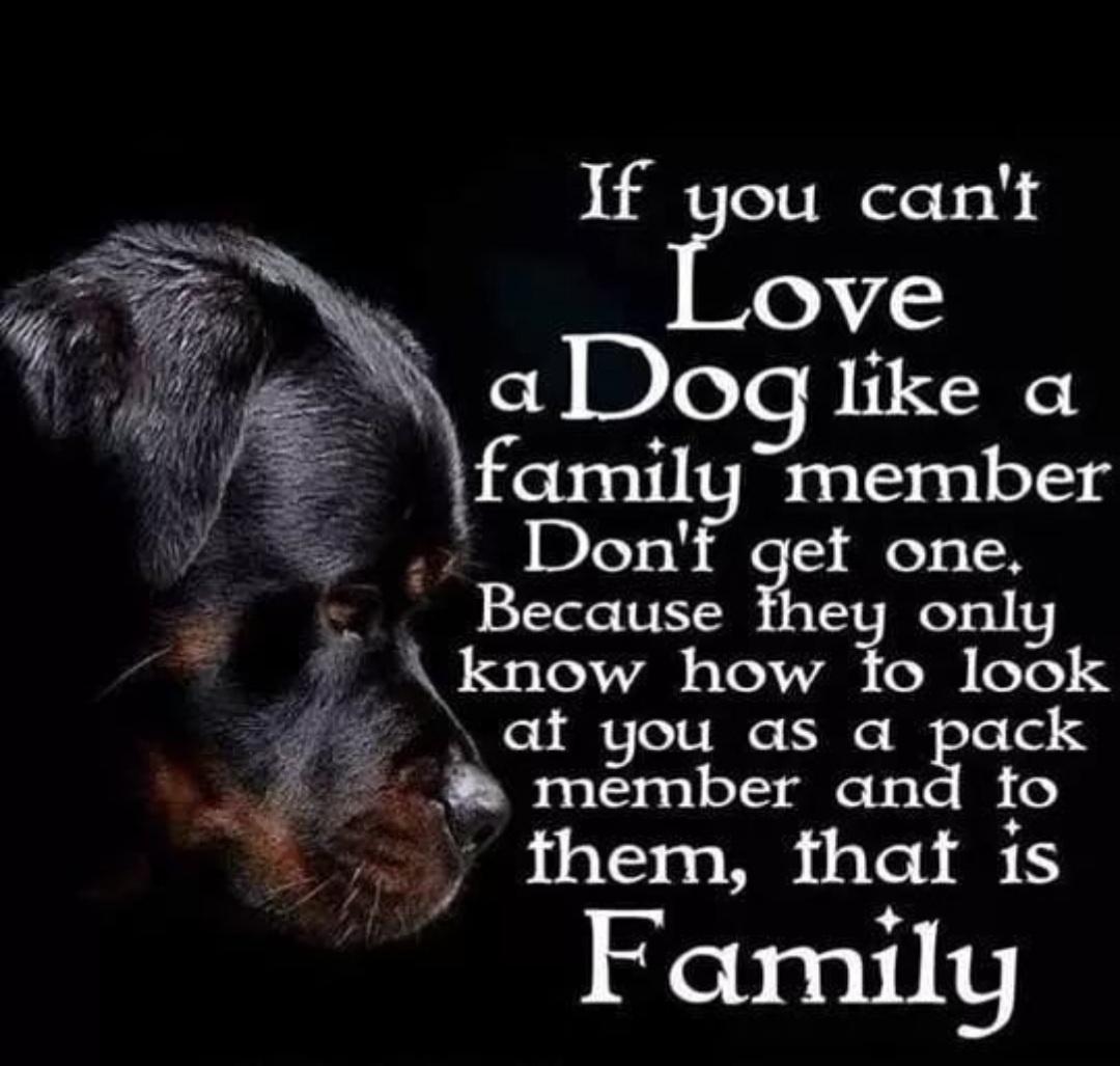 If you cant OAYLS aDog like a family member _Dont get one Because they only A know how 1o look at you as a pack 4 member and fo R Y them that is A v Family