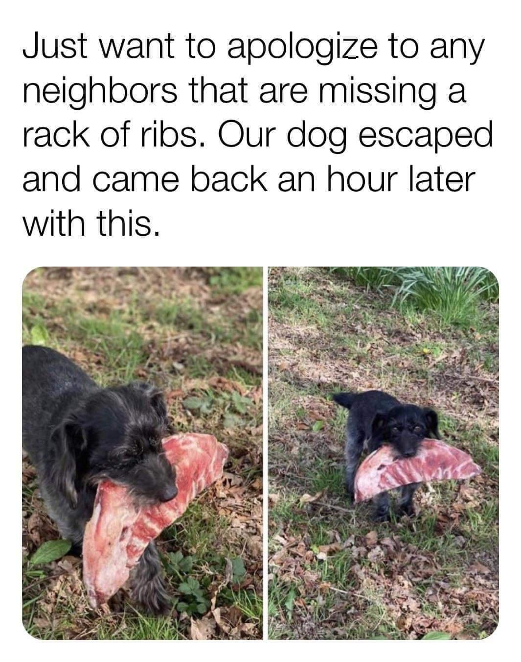 Just want to apologize to any neighbors that are missing a rack of ribs Our dog escaped and came back an hour later with this