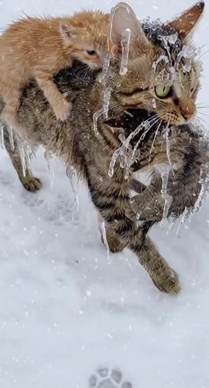 A cat carries a kitten on its back through the snow, with icicles lining the fur.