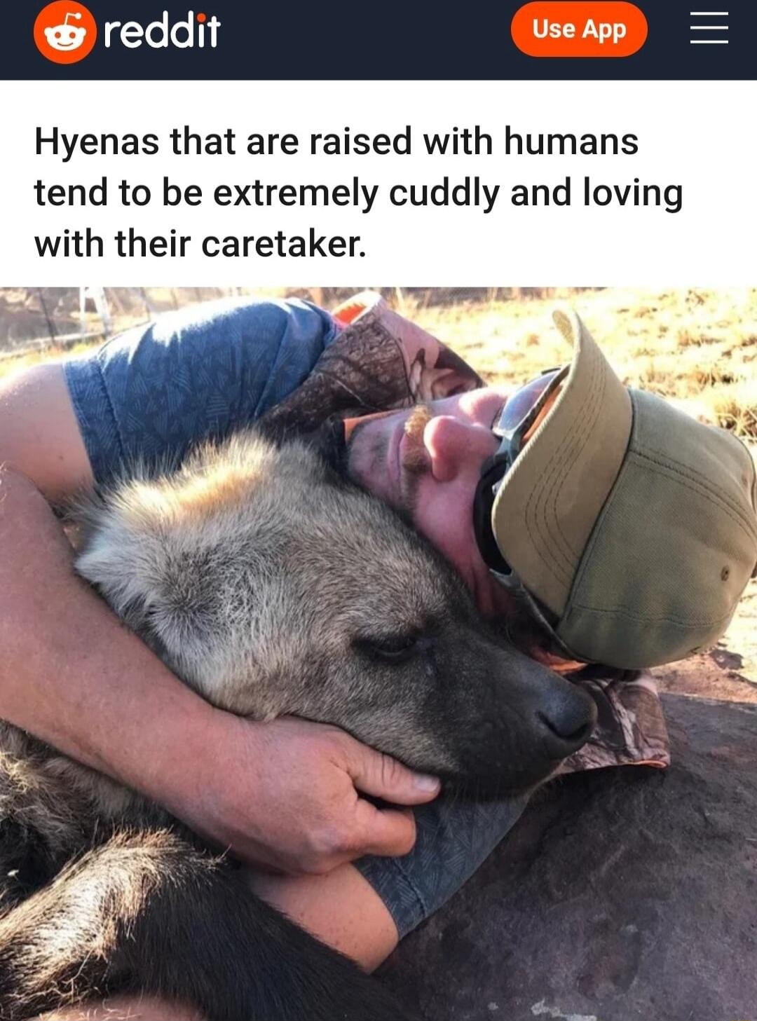 reddit Use App Hyenas that are raised with humans tend to be extremely cuddly and loving with their caretaker
