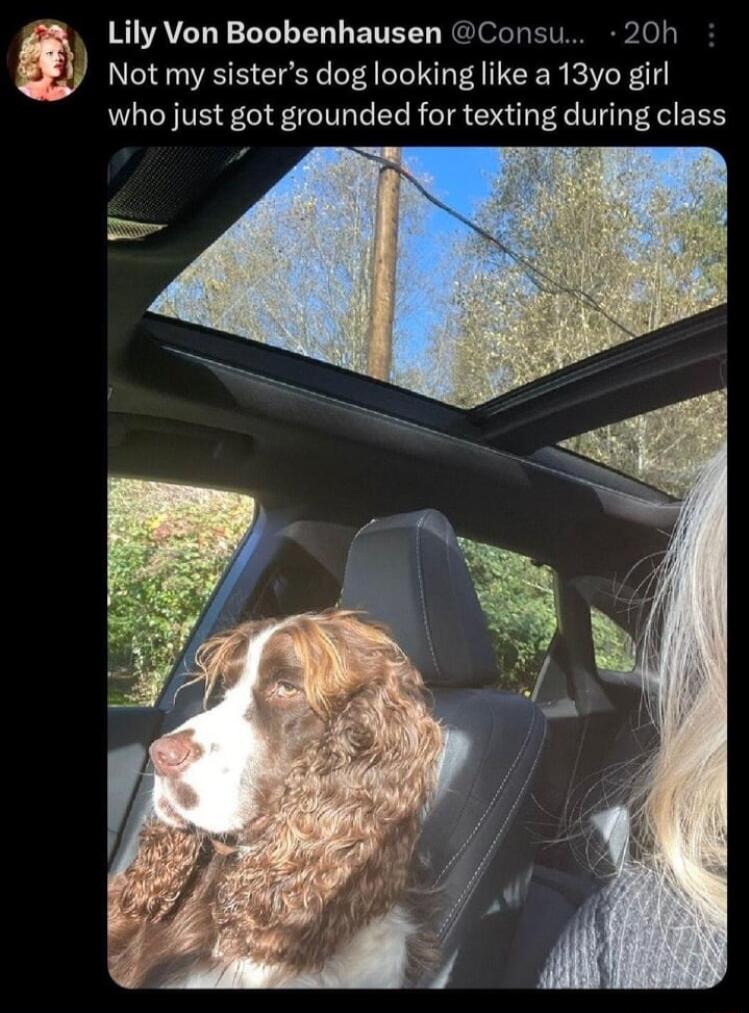 SIATELYSELED EIEE RElolhEN o Not my sisters dog looking like a 13yo girl who just got grounded for texting during class