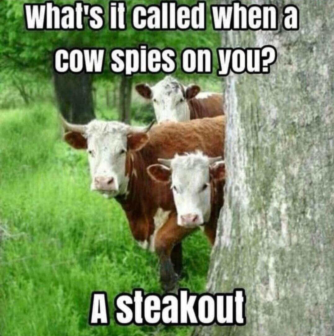What's it called when a cow spies on you? A steakout