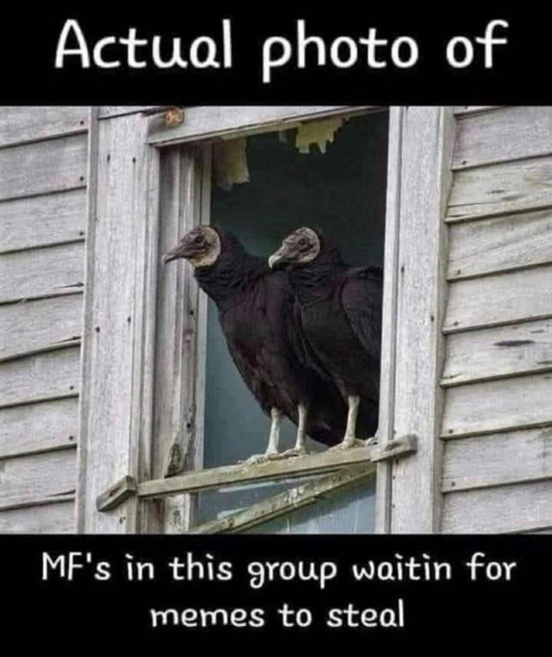 Actual photo of MF's in this group waitin for memes to steal