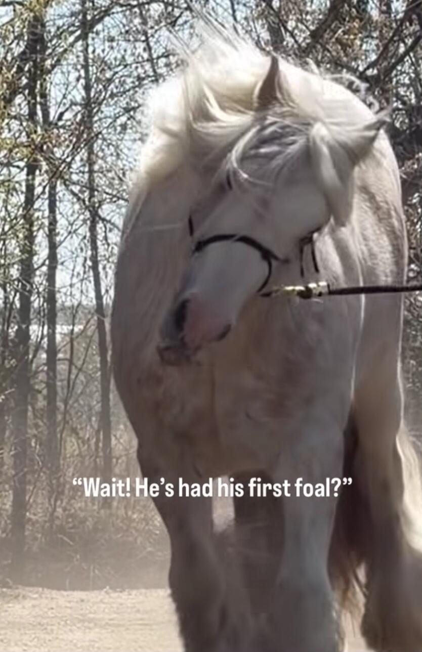 Wait! He's had his first foal?