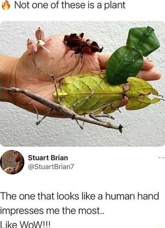 Not one of these is a plant Stuart Brian StuartBrian7 The one that looks like a human hand impresses me the most ike WoW