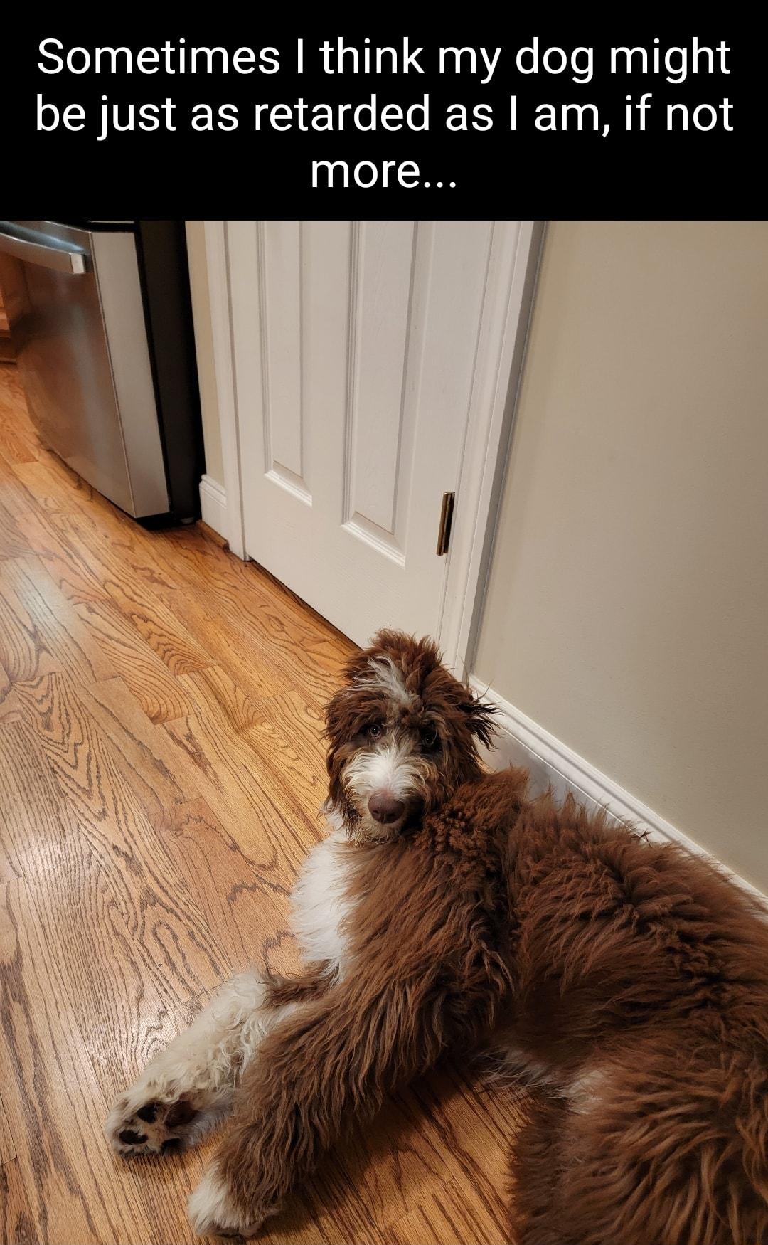 Sometimes think my dog might be just as retarded as am if not more