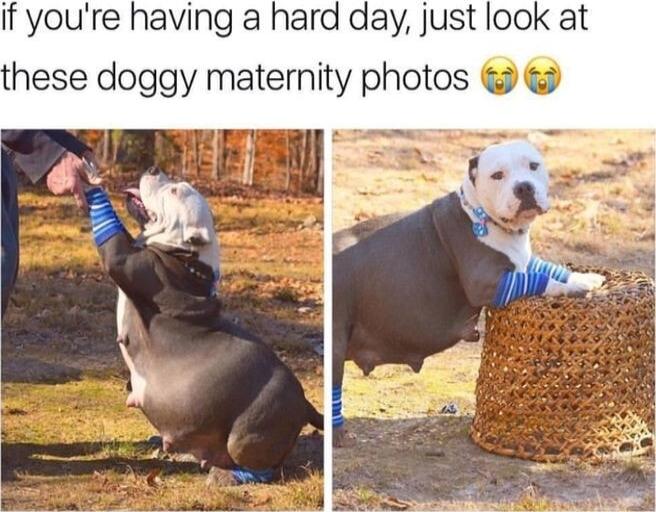 if youre having a hard day just look at hese doggy matemity photos