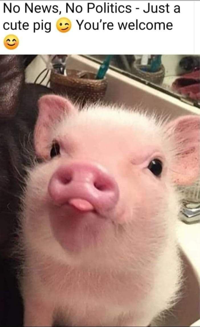 No News No Politics Just a cute pig 2 Youre welcome