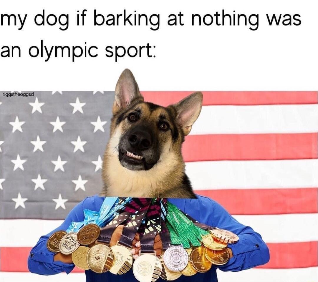 my dog if barking at nothing was an olympic sport