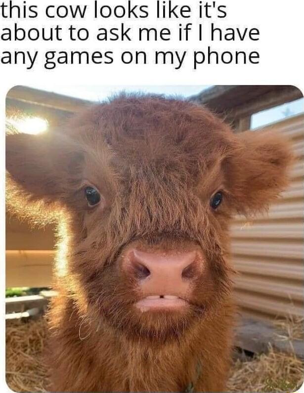 this cow looks like its about to ask me if have any games on my phone
