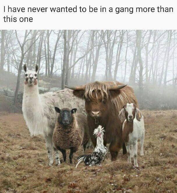 have never wanted to be in a gang more than this one