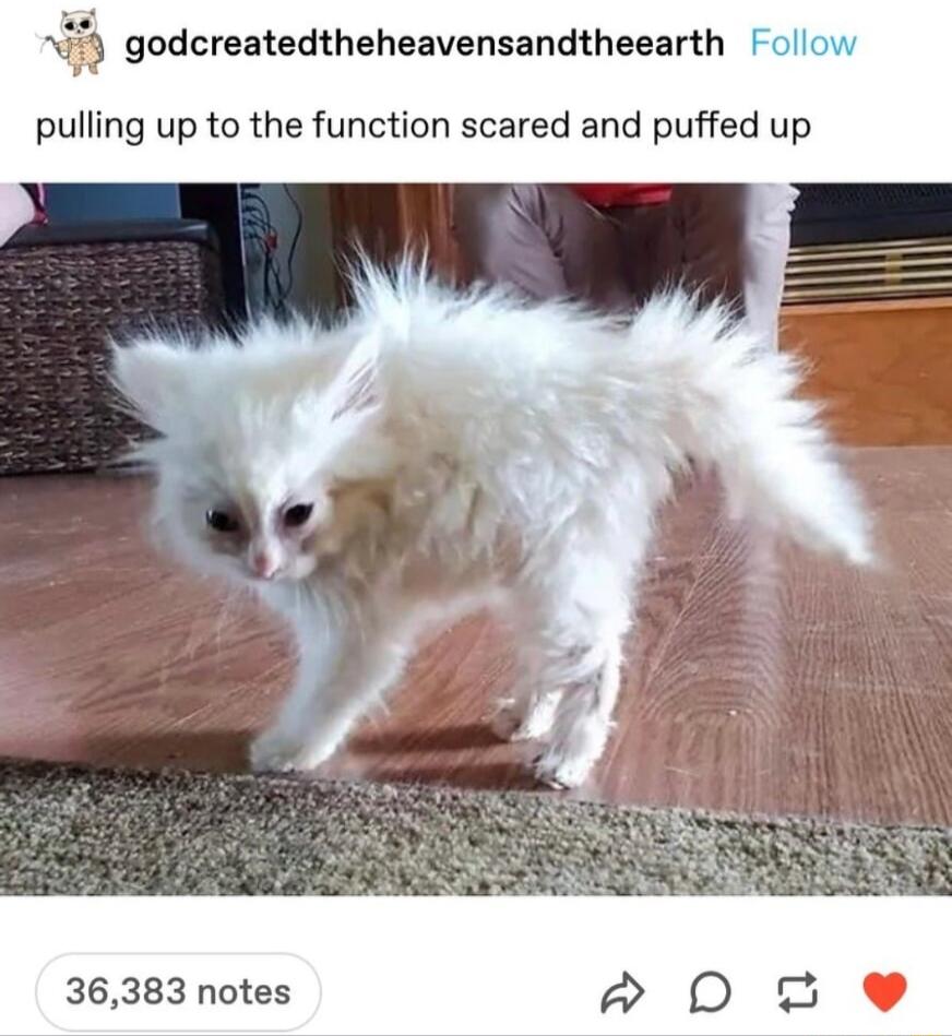 godcreatedtheheavensandtheearth Follow pulling up to the function scared and puffed up 36383 notes