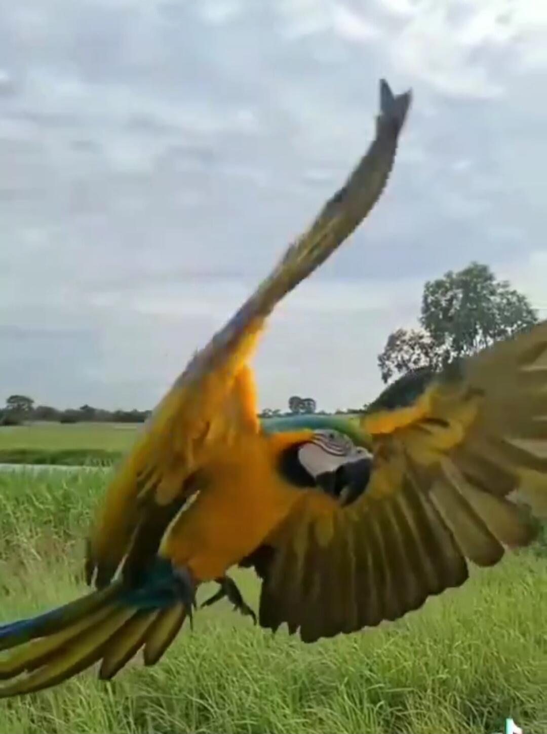 A colorful macaw (parrot) with wings spread in flight over a grassy field.