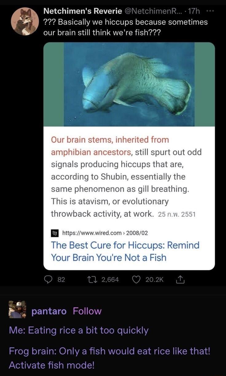 Netchimens Reverie 272 Basically we hiccups because sometimes our brain still think were fish urt out odd that ar according to Shubin essentially same phenome gill breathing atavism or evolutionary at oo 200802 The Best Cure for Hiccups Remind Your Brain Youre Not a Fish B pantaro Follow