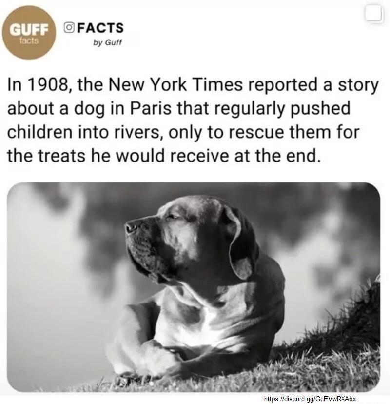 In 1908 the New York Times reported a story about a dog in Paris that regularly pushed children into rivers only to rescue them for the treats he would receive at the end