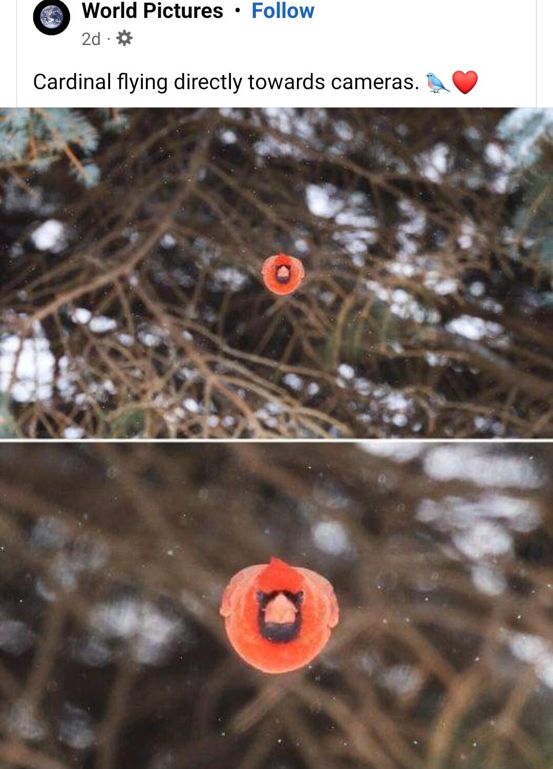 3 World Pictures Fc 2d Cardinal flying directly towards cameras