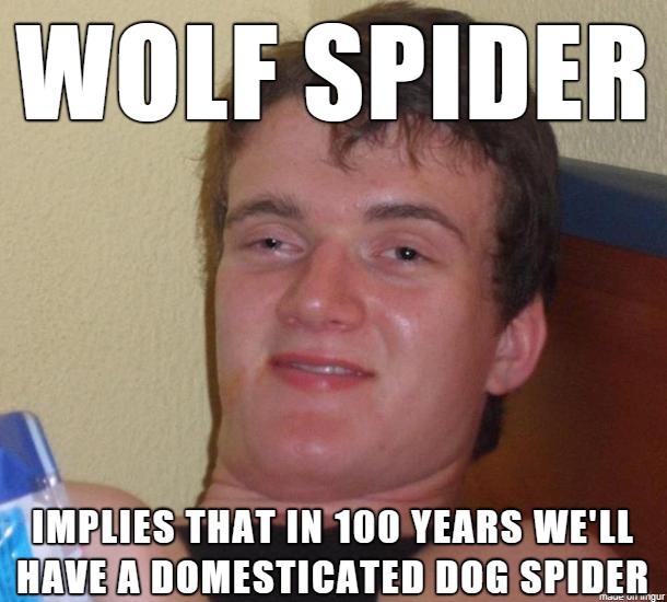 WOLF SPIDER IMBLIES THAT IN100 YEARS WELL B ALE H S AT N