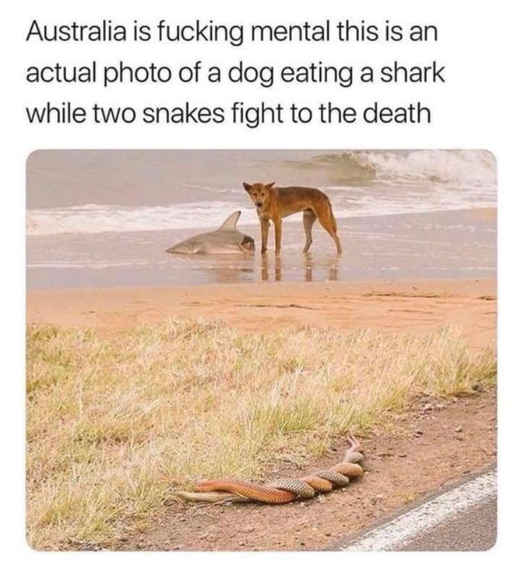 Australia is fucking mental this is an actual photo of a dog eating a shark while two snakes fight to the death