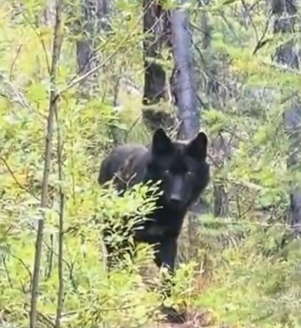 A black wolf or wild canine in a forest.