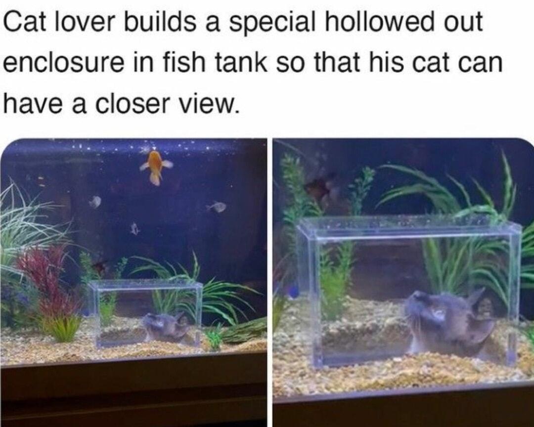 Cat lover builds a special hollowed out enclosure in fish tank so that his cat can have a closer view