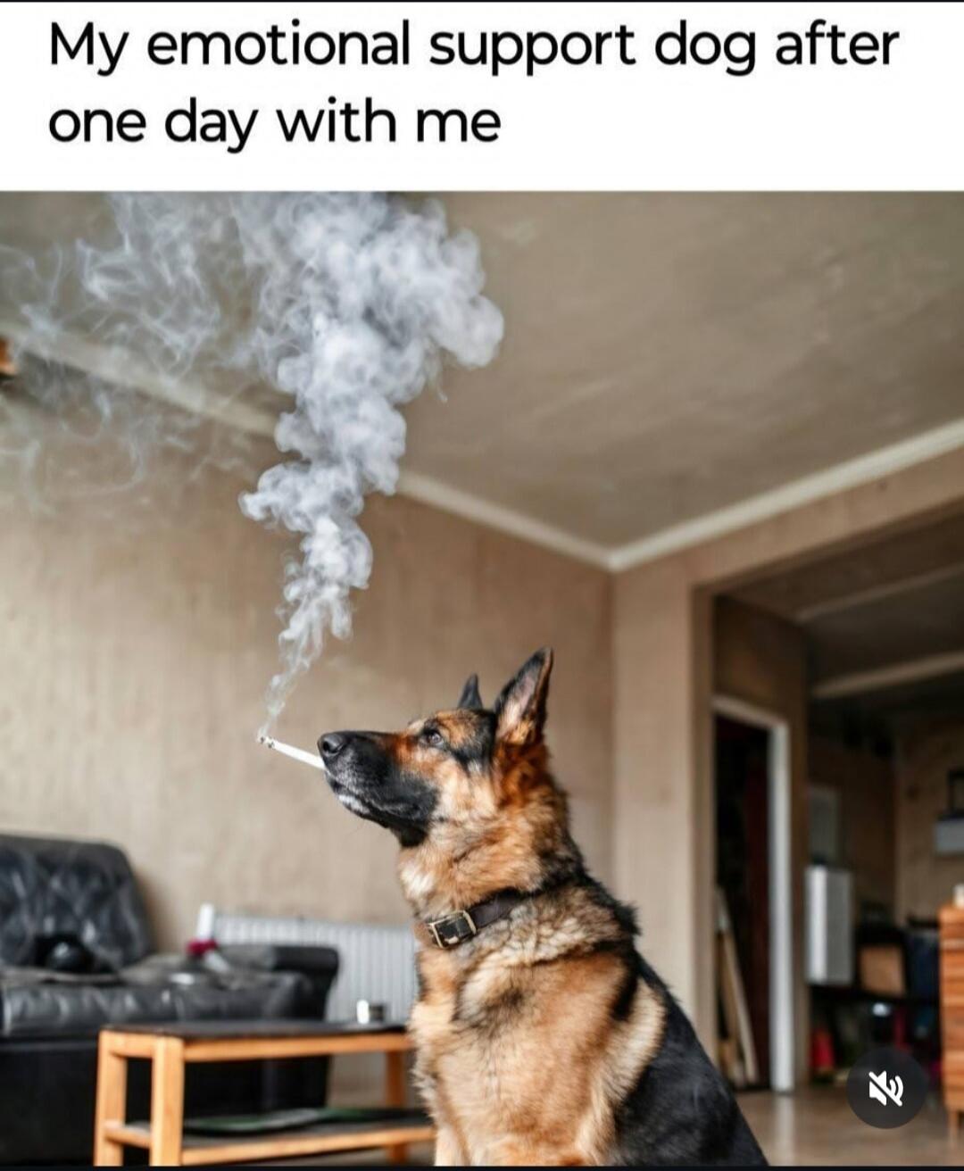 My emotional support dog after one day with me