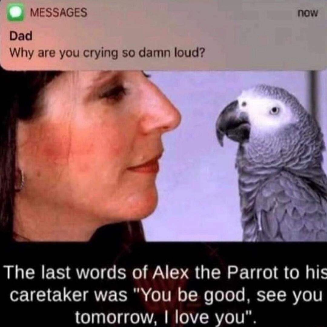 Dad Why are you crying so damn loud? The last words of Alex the Parrot to his caretaker was 