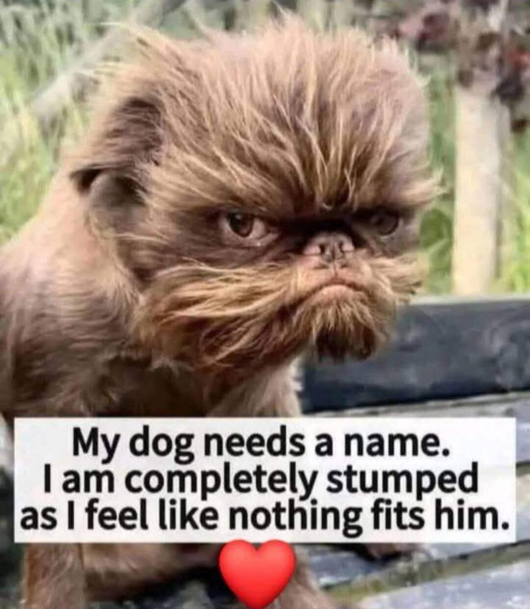 My dog needs a name. I am completely stumped as I feel like nothing fits him.