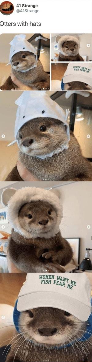 a 41 Strange B 41Strange Otters with hats