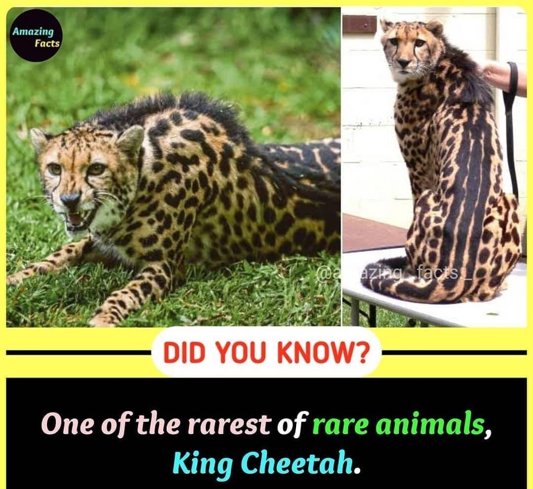 Amazing Facts e e DID YOU One of the rarest of rare animals King Cheetah