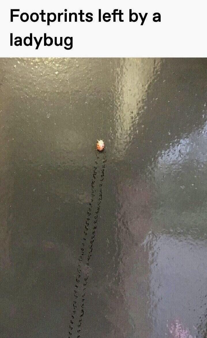 Footprints left by a ladybug