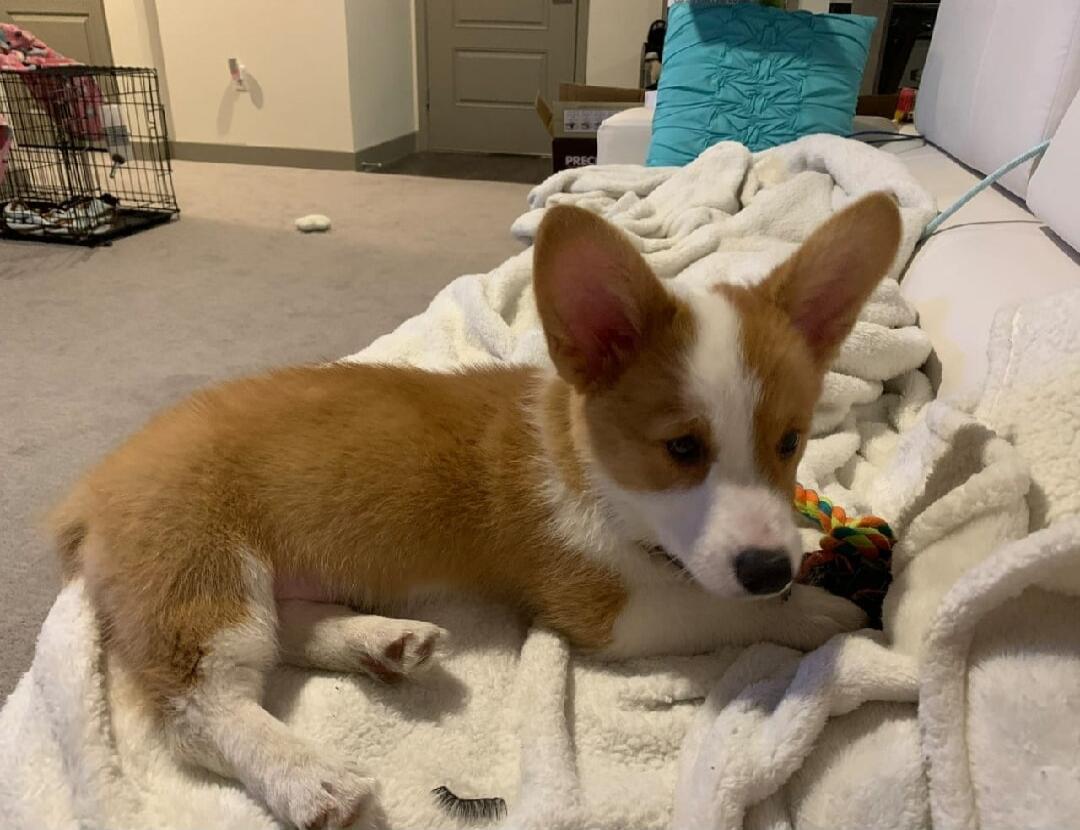 A cute corgi puppy is lying on a white fluffy blanket next to a colorful rope toy. A false eyelash is visible on the blanket.