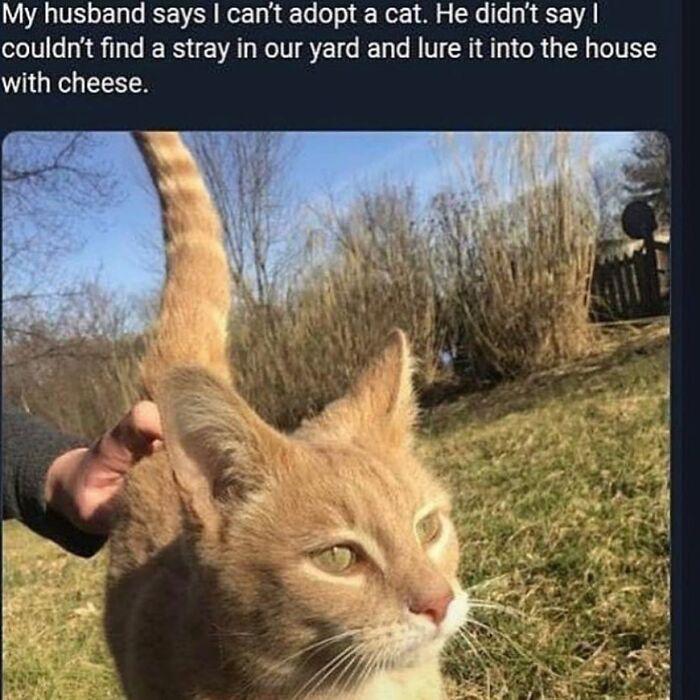 My husband says cant adopt a cat He didnt say couldnt find a stray in our yard and lure it into the house with cheese