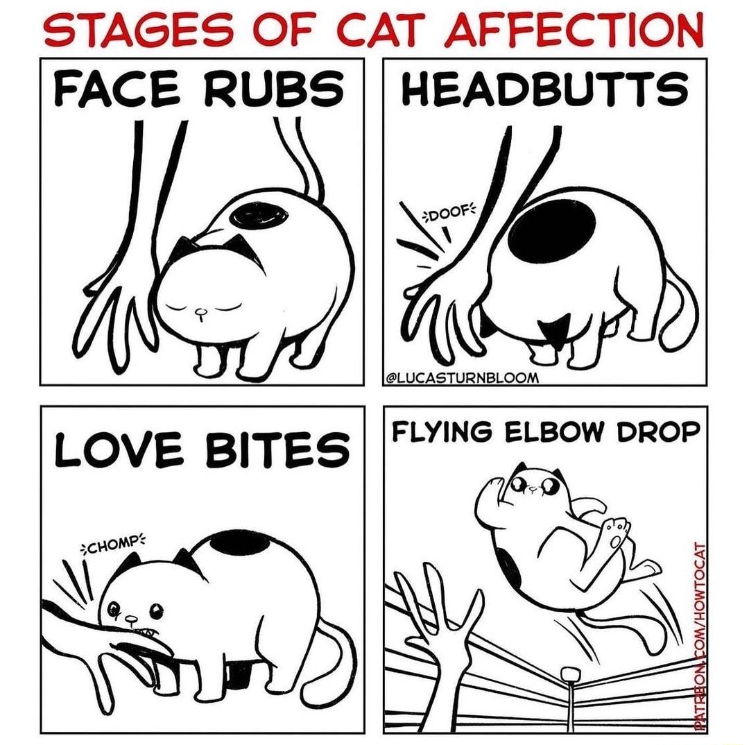 STAGES OF CAT AFFECTION FACE RUBS P HEADBUTTS lewucasTumimioon LOVE BITES FLYING ELBOW DROP