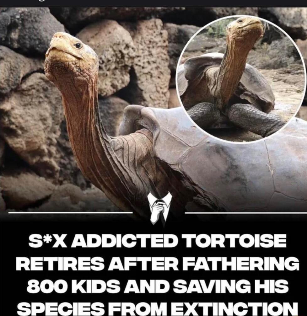SX ADDICTED TORTOISE RETIRES AFTER FATHERING 800 KIDS AND SAVING HIS d 1e I qu oag