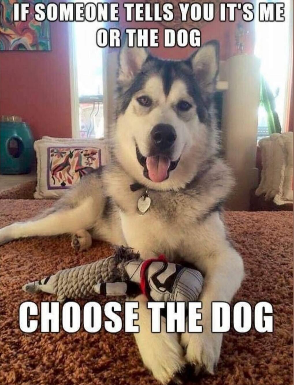 IF SOMEONE TELLS YOU IT'S ME OR THE DOG CHOOSE THE DOG
