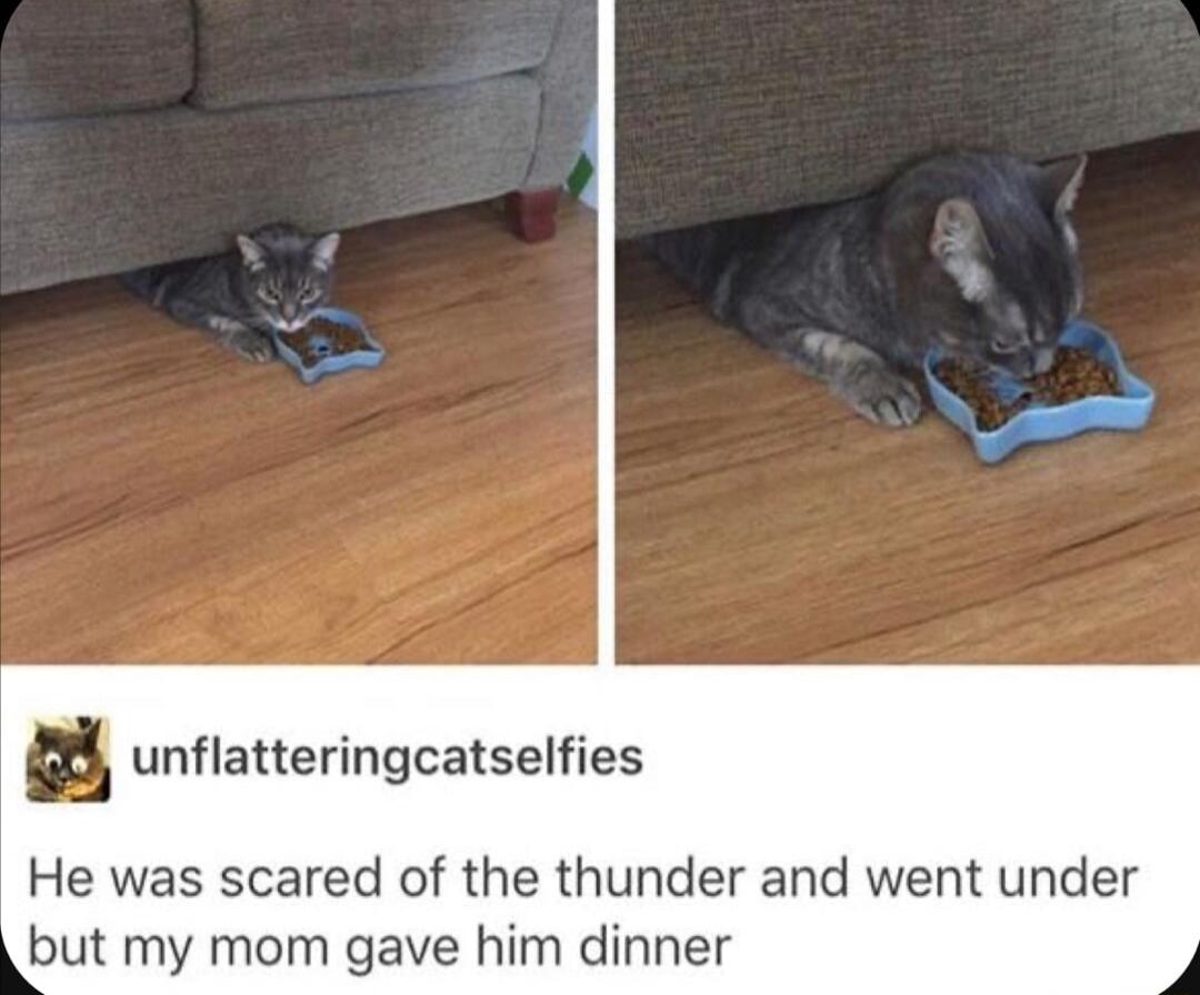 unflatteringcatselfies He was scared of the thunder and went under but my mom gave him dinner