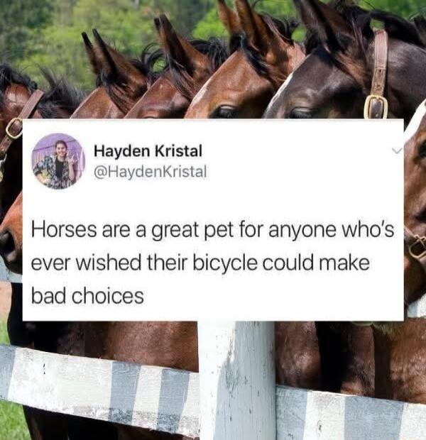 3 Hayden Kristal HaydenKristal Horses are a great pet for anyone whos ever wished their bicycle could make bad choices
