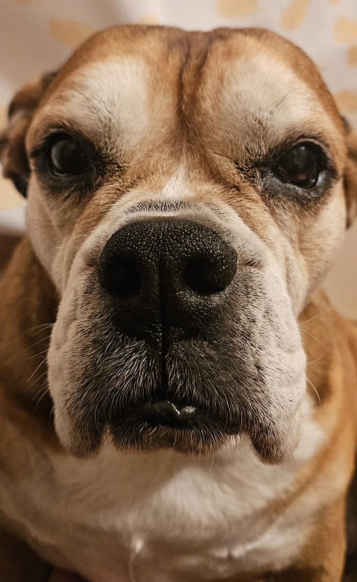 A close-up shot of a bulldog's face, focusing on its nose and eyes.