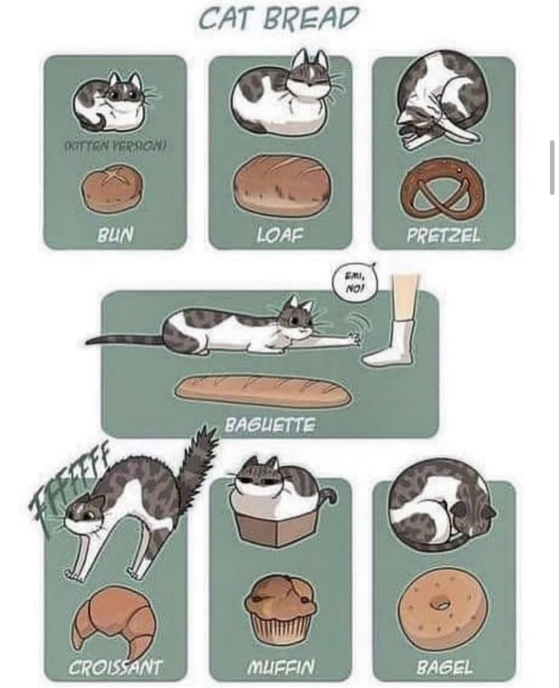 CAT BREADP A CROISSANT MUFFIN