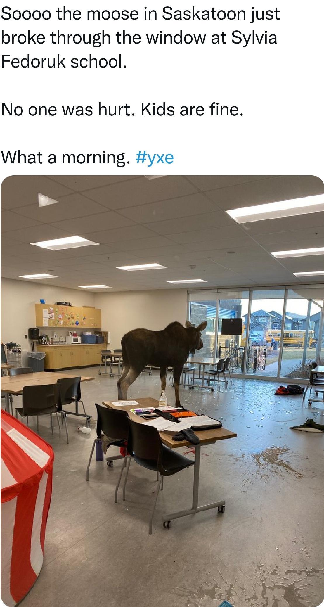 Sooo00 the moose in Saskatoon just broke through the window at Sylvia Fedoruk school No one was hurt Kids are fine What a morning yxe