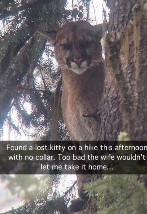 Found a lost kitty on a hike this afternoon with no collar Too bad the wife wouldnt let me take it home
