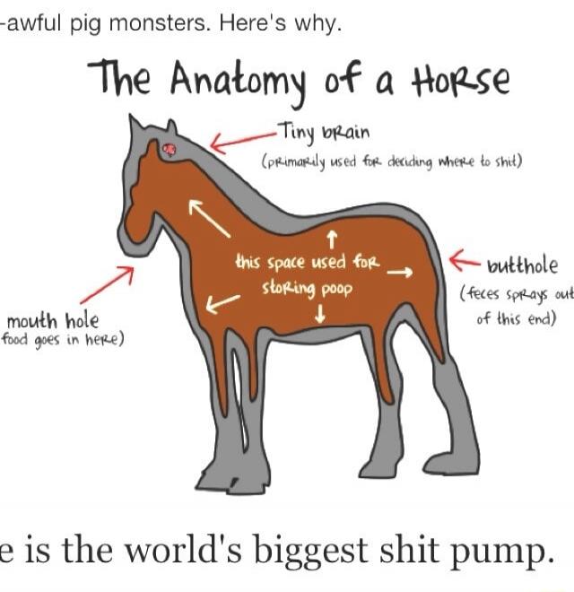 awful pig monsters. Here's why. The Anatomy of a Horse. Tiny brain (primarily used for deciding where to shit). mouth hole (food goes in here). this space used for storing poop. butthole (feces sprays out of this end). The horse is the world's biggest shit pump.