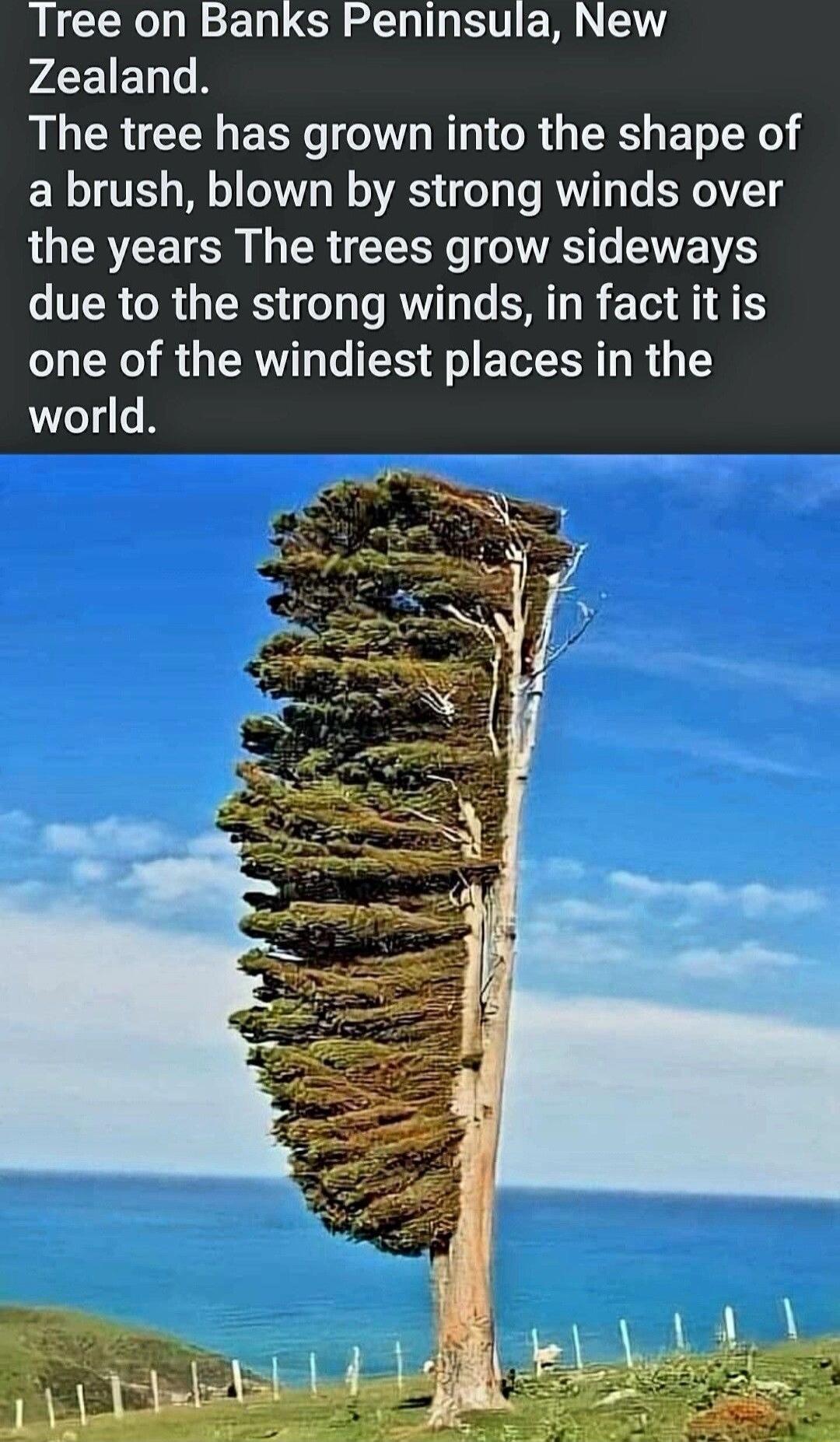 Tree on Banks Peninsula New PLEIE I The tree has grown into the shape of a brush blown by strong winds over LU YL I TR TT RS T VRS due to the strong winds in fact it is one of the windiest places in the world