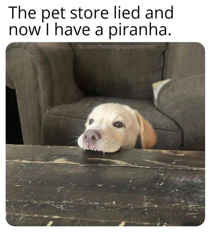The pet store lied and now I have a piranha.