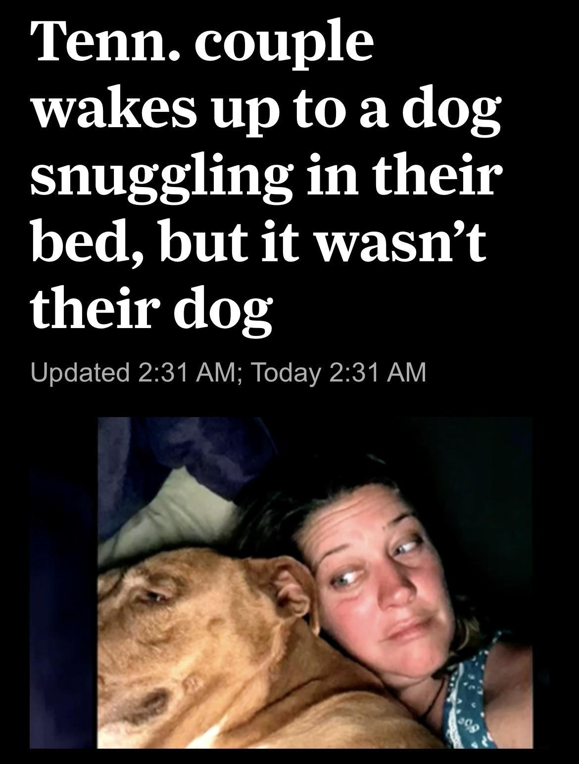Tenn couple wakes up to a dog snuggling in their bed but it wasnt their dog WfeToF1To 2K V2N Y WM Ko To AVMC R AN