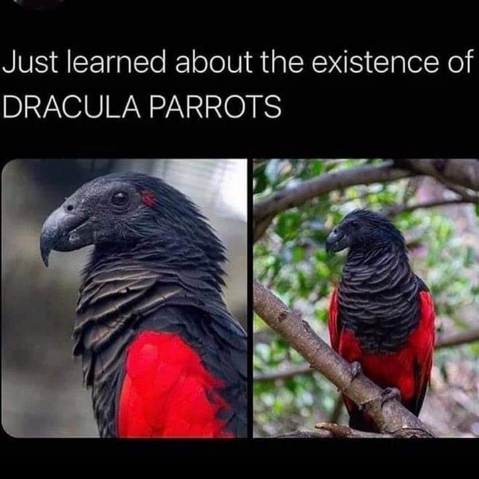 Just learned about the existence of DRACULA PARRQOTS