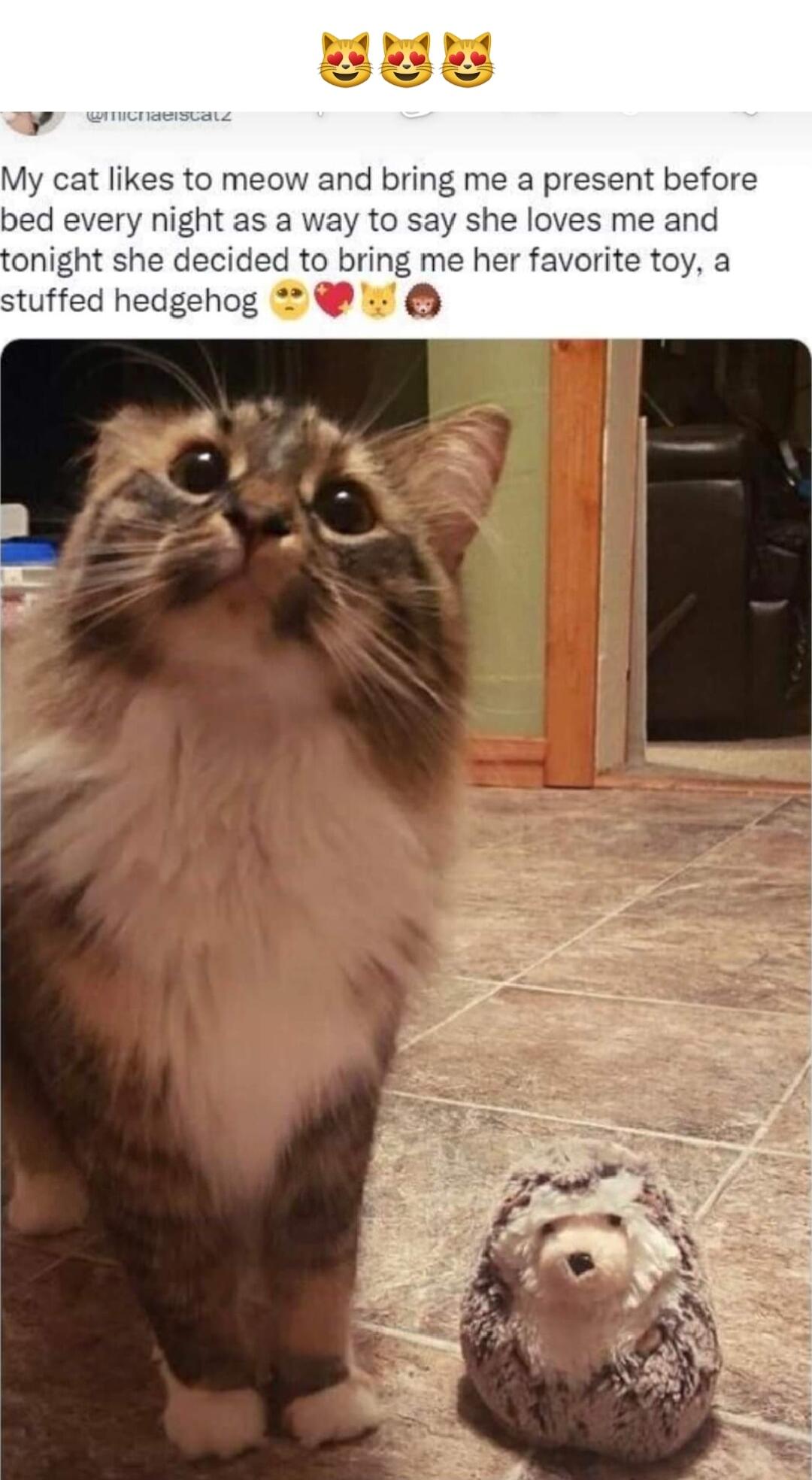 4 My cat likes to meow and bring me a present before bed every night as a way to say she loves me and onight she decided to bring me her favorite toy a stuffed hedgehog