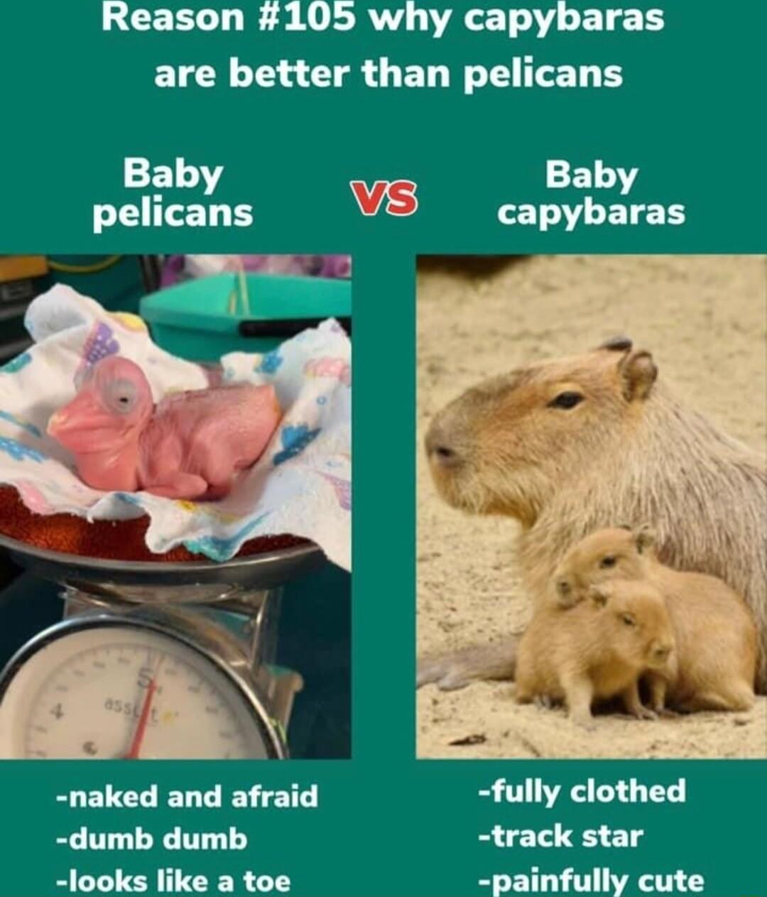 L CERL T R AR AT Y T R are better than pelicans Baby pelicans naked and afraid fully clothed dumb dumb track star looks like a toe painfully cute