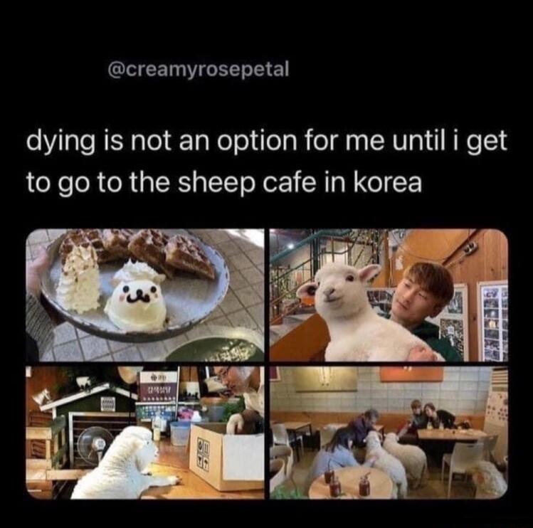 creamyrosepetal dying is not an option for me until i get to go to the sheep cafe in korea