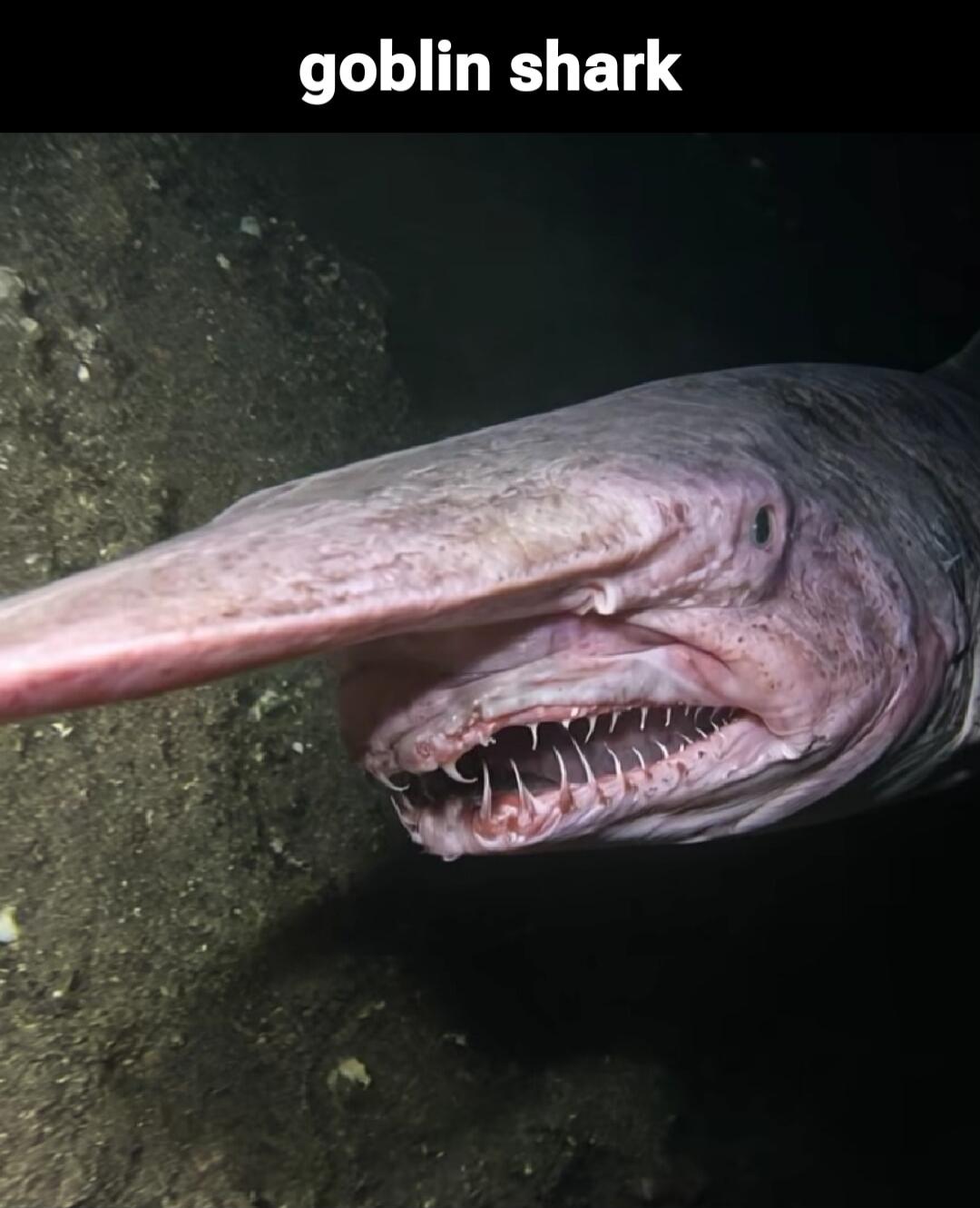 goblin shark
